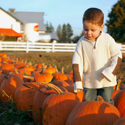 Young Boy In Row Of Pumpkins Fall at Maris Farms | Pumpkin Patches