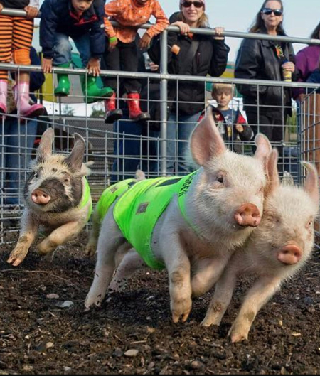 Pig Races