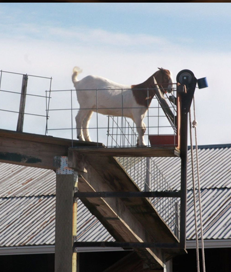 Goat Walk