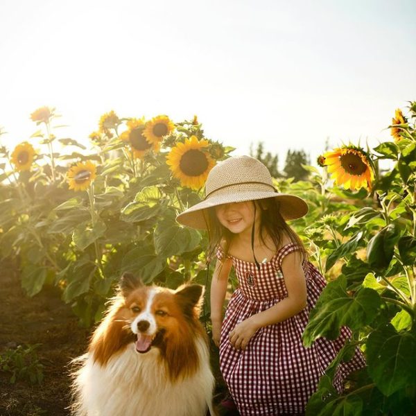 368538678_196270816790803_4716132075239962296_n Maris Farms Sunflower Days | Sunflower Festival in Buckley, WA