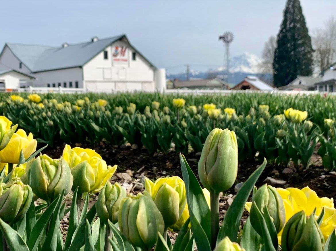 Tulip fields with Mount Rainier view at Maris Farms in Buckley Washington