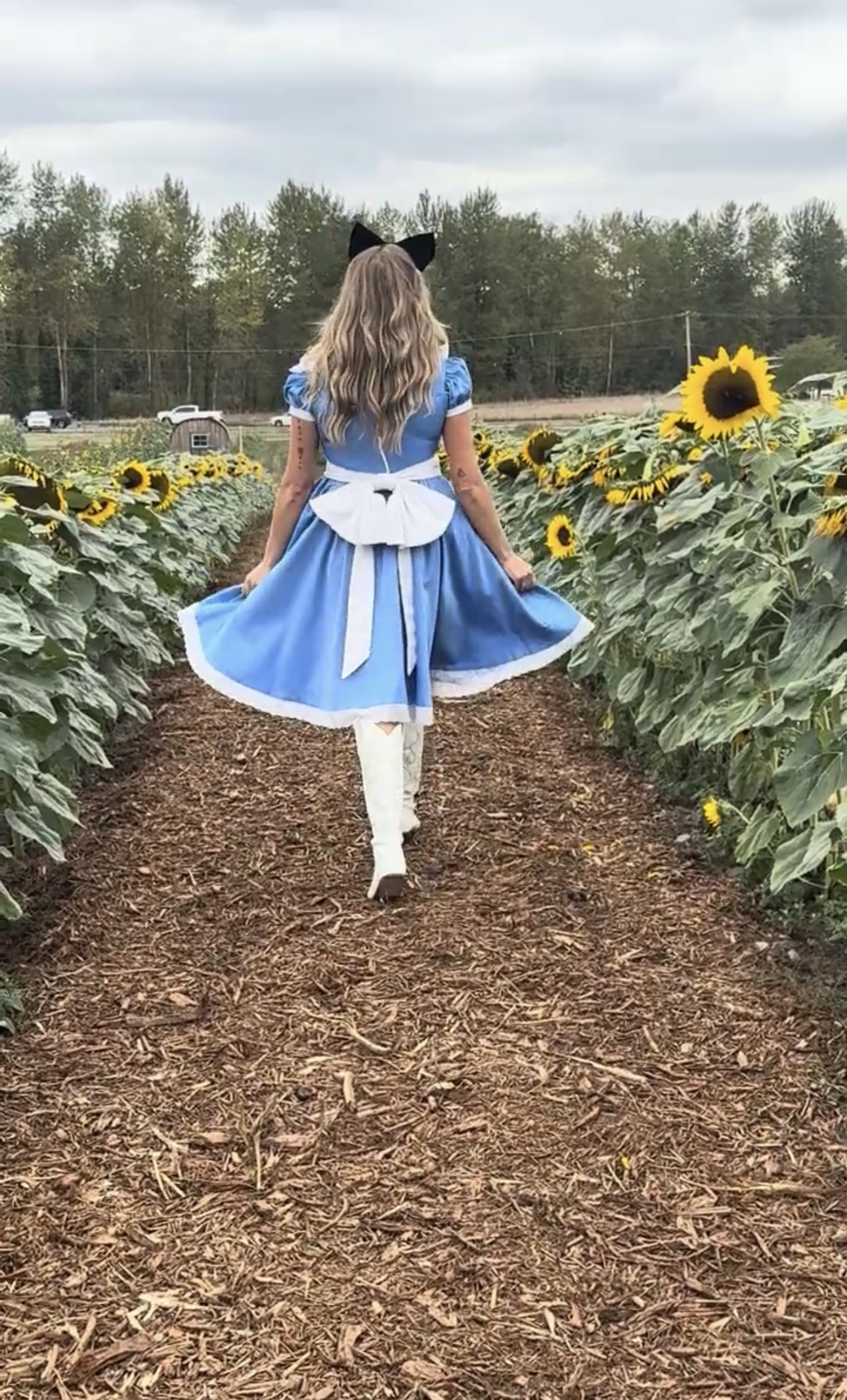Alice in Wonderland character walking through sunflower fields at Maris Farms SummerFest themed weekend in Buckley WA