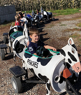 Cow Train